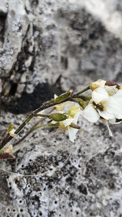 Draba tomentosa, photographed by hecklemore