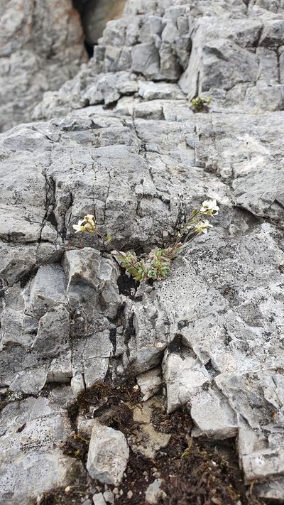 Draba tomentosa, photographed by hecklemore
