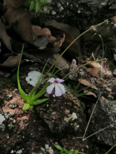 Pinguicula heterophylla, photographed by Erick Vélez Sánchez