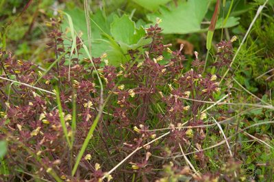 Pedicularis labradorica, photographed by Donald Hampton