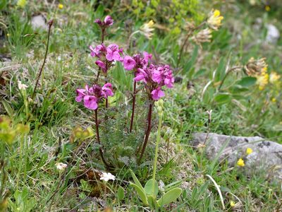 Pedicularis rostratocapitata, photographed by Wolfgang Jauch