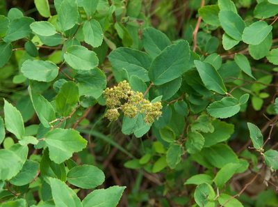 Spiraea stevenii, photographed by Donald Hampton