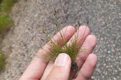 Bulbostylis capillaris, photographed by Quinten Wiegersma