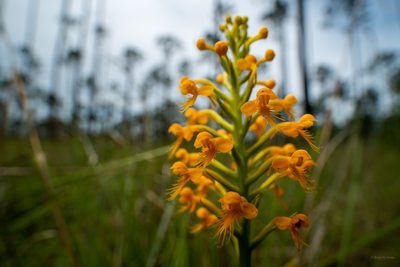Platanthera cristata, photographed by evangrimes