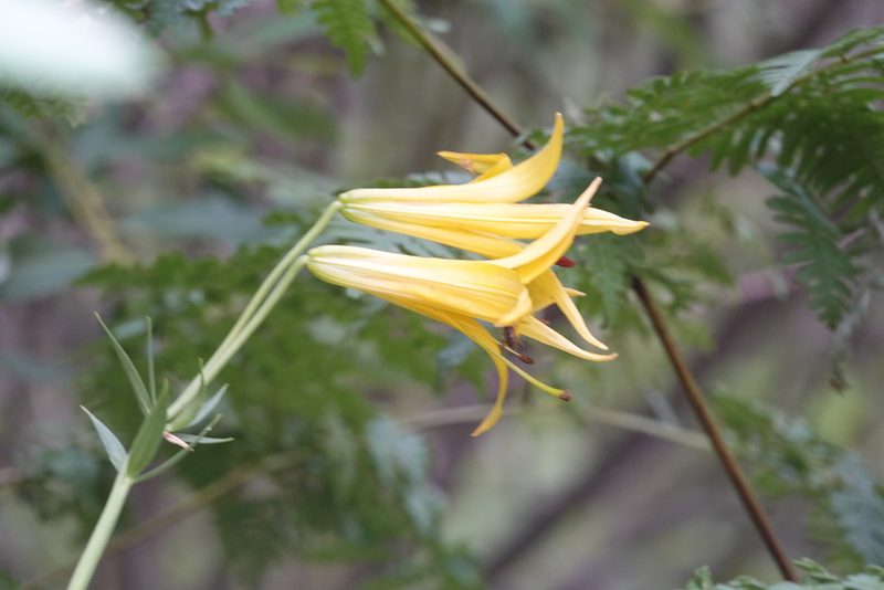 Lilium parryi, photographed by Kimball Garrett