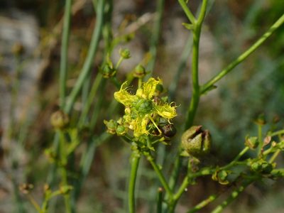 Ruta angustifolia, photographed by Julien Renoult