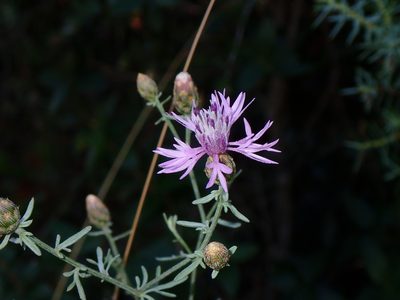 Centaurea paniculata, photographed by Julien Renoult