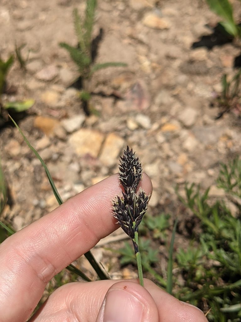 Carex nelsonii, photographed by Alaina Krakowiak