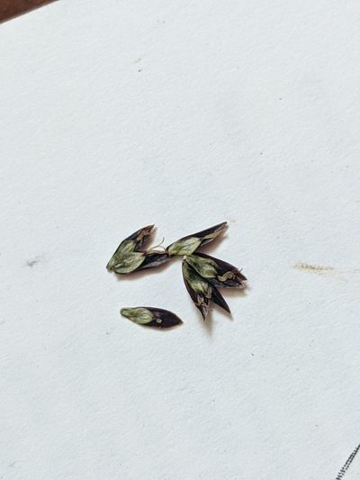 Carex nelsonii, photographed by Alaina Krakowiak