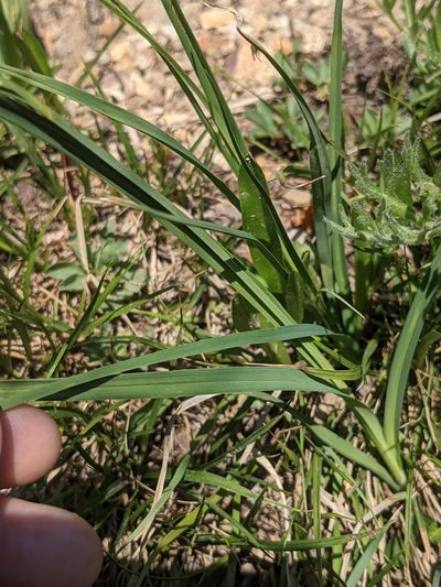 Carex nelsonii, photographed by Alaina Krakowiak