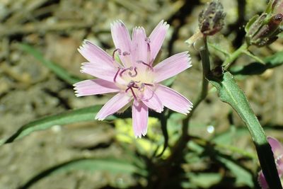 Stephanomeria lactucina, photographed by Steve Woodward