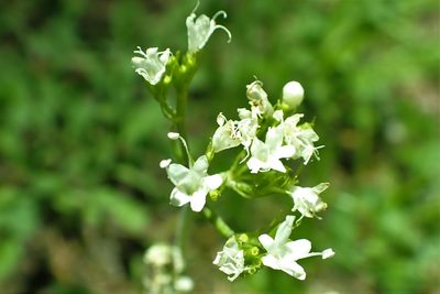 Valeriana californica, photographed by Steve Woodward