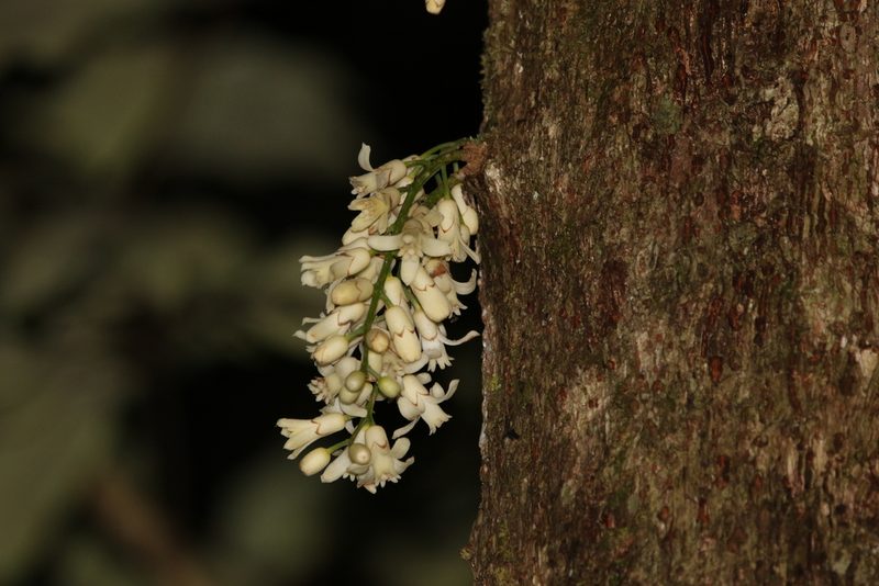 Epicharis parasitica, photographed by Greg Tasney