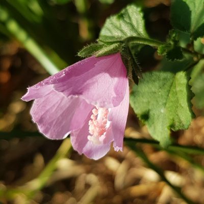 Hibiscus pedunculatus, photographed by Margaret Burger