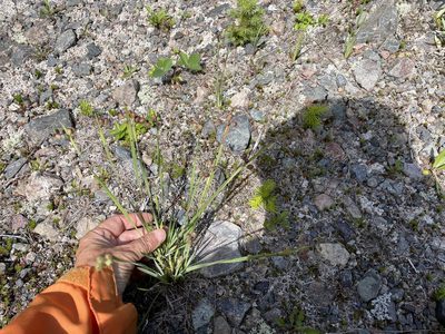 Sisyrinchium montanum, photographed by Mary E. Macaulay, P.Eng.