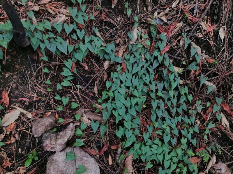 Ipomoea elongata, photographed by Erick Vélez Sánchez