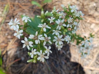 Sericocarpus caespitosus, photographed by Leila Dasher