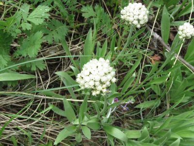 Antennaria anaphaloides, photographed by Erin Springinotic