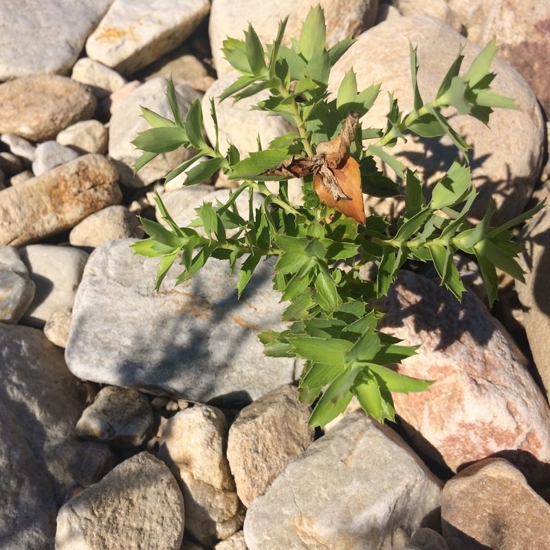 Cliffortia ilicifolia, photographed by Andrew Gillespie
