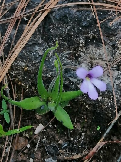 Pinguicula heterophylla, photographed by Erick Vélez Sánchez