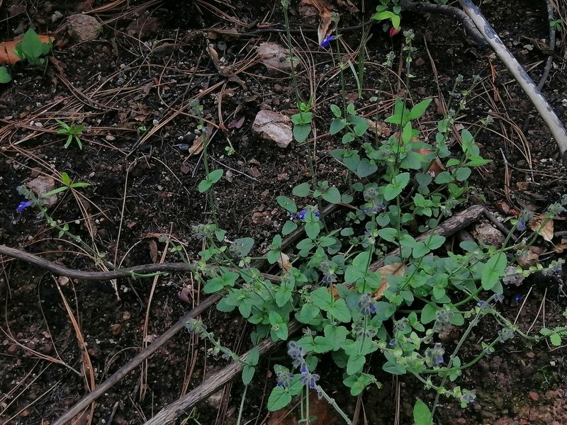 Salvia oreopola, photographed by Erick Vélez Sánchez