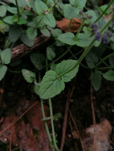 Salvia oreopola, photographed by Erick Vélez Sánchez