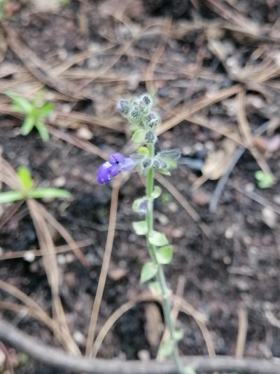 Salvia oreopola, photographed by Erick Vélez Sánchez