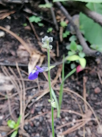 Salvia oreopola, photographed by Erick Vélez Sánchez