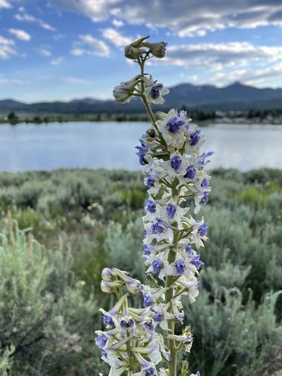 Delphinium occidentale, photographed by spinozie