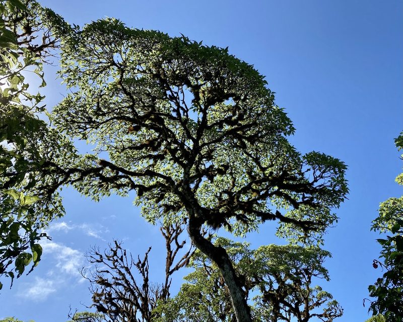 Scalesia pedunculata, photographed by Patrick Cox