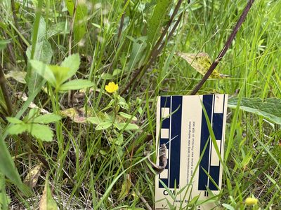 Oenothera perennis, photographed by Mary E. Macaulay, P.Eng.