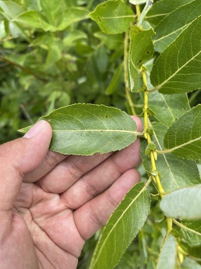 Salix myricoides, photographed by Brandon Corder