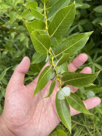 Salix myricoides, photographed by Brandon Corder