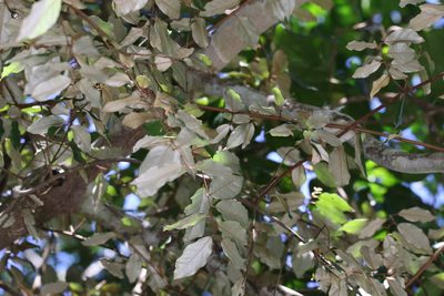 Elaeagnus triflora, photographed by Greg Tasney