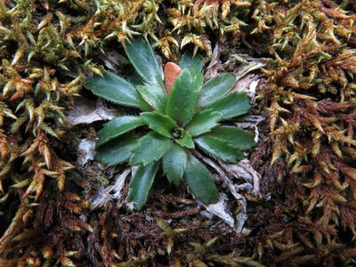Pachycladon fastigiatum, photographed by John Barkla