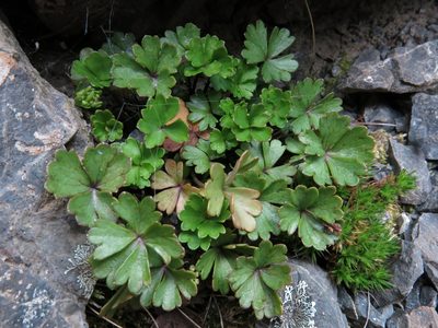 Azorella roughii, photographed by John Barkla