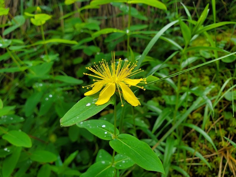 Hypericum graveolens, photographed by Will Kuhn