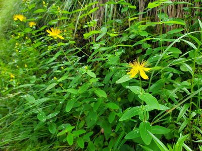 Hypericum graveolens, photographed by Will Kuhn