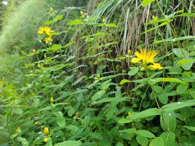 Hypericum graveolens, photographed by Will Kuhn