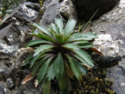 Pachycladon fastigiatum, photographed by John Barkla