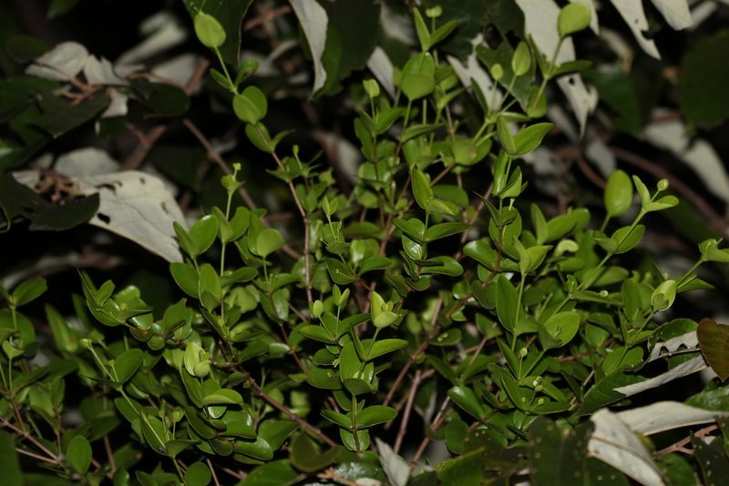 Amyema glabra, photographed by Greg Tasney