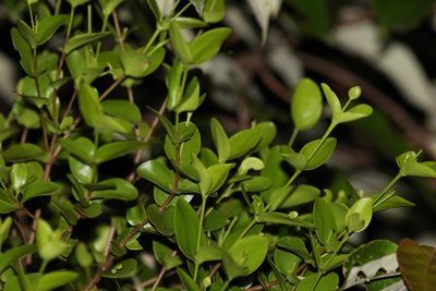 Amyema glabra, photographed by Greg Tasney
