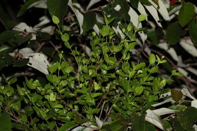 Amyema glabra, photographed by Greg Tasney