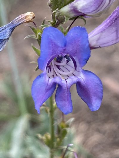 Penstemon leiophyllus, photographed by ashbyat