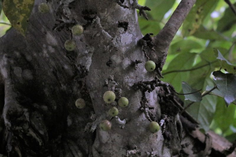 Ficus variegata, photographed by Greg Tasney