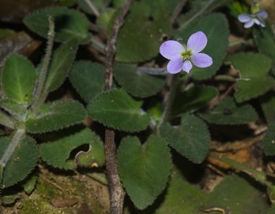Viola diffusa, photographed by portioid