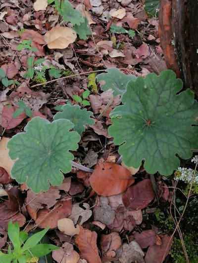 Psacalium mollifolium, photographed by Erick Vélez Sánchez