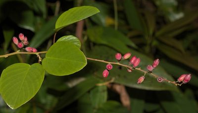 Berchemia floribunda, photographed by portioid