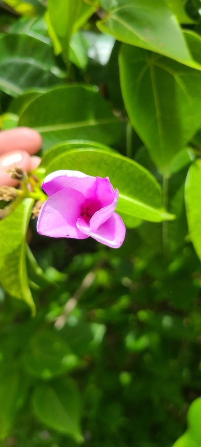 Cryptostegia madagascariensis, photographed by ritirene