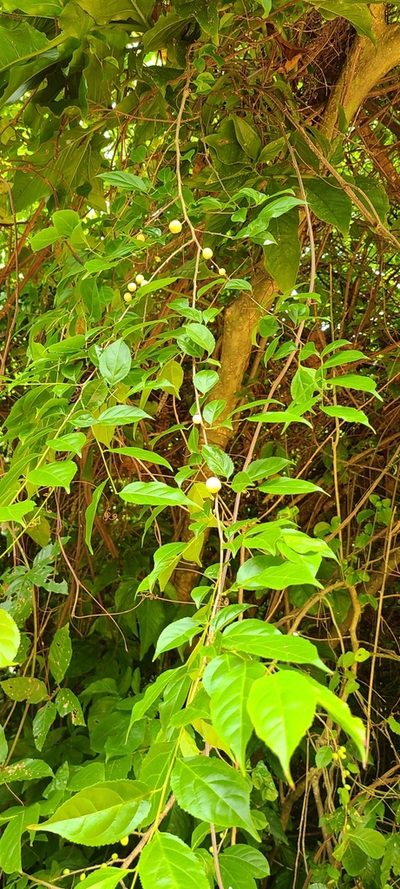 Casearia decandra, photographed by ritirene